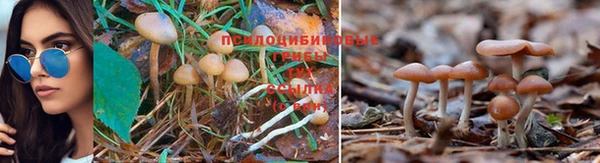 стаф Беломорск